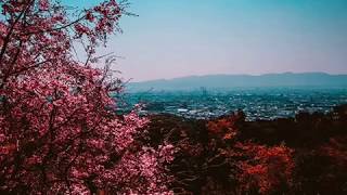 MagiCXbeats - Cherry Blossoms