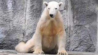 しろくまバリーバ（ピースの母）癒しのお昼寝時間♩とべ動物園