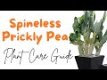 Spineless Prickly Pea: Nopalea Cochenillifer Plant Care Guide | Opuntia cochenillifera | Cactus