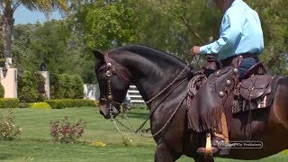 Cowboy Dressage with Eitan Beth-Halachmy, Energy