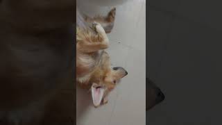 #short video goldy sleeping 😴 💤