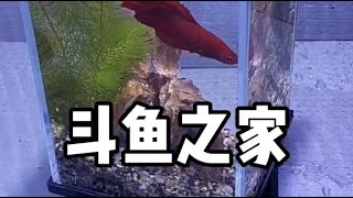 果然不出我所料，小鬥魚非常喜歡自己的新家？？？？？？#鬥魚