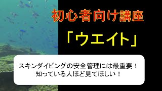 初心者向け講座「ウエイト」　魚突き、スピアフィッシング#34