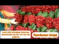 bibit rambutan wa 081 391 683 045 bibit rambutan kelengkeng bibit rambutan garuda