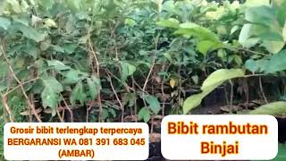 Bibit rambutan WA 081 391 683 045 bibit rambutan kelengkeng bibit rambutan garuda