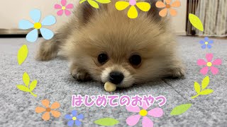 ポメラニアンの子犬、生まれてはじめてのおやつ