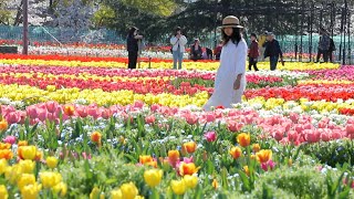 色鮮やかなチューリップと桜の共演