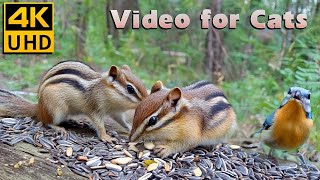 Bouncing Through Sunlit Meadows with Chipmunks, Squirrels \u0026 Birds: Cat TV for Cats to Watch in 4K