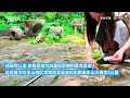 吃饭遇恐龙？四川乐山一餐厅发现恐龙足迹化石