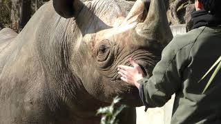 ヒガシクロサイの動物ガイド (上野動物園) 2018年2月17日