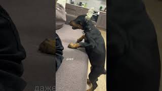 #животные #puppy #junior #doberman #собака #доберман #доберманы