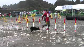 新潟アジリティークラブアジリティー競技会 2011/10/22 ＪＰ2 ジル子ちゃん