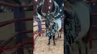 beautiful kankaraj bull #cow #bull #viral #youtubeshorts #vlog #shorts