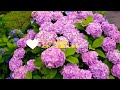 雨と紫陽花と鳥の声