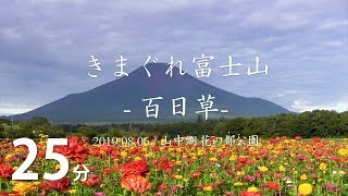 きまぐれ富士山 百日草 20190806 山中湖 花の都公園（無音）