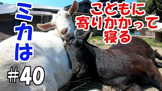 こどもに寄りかかって寝る「ヤギ」ミカ　goat who likes people  ＃４０　おとぼけヤギ達に癒されて