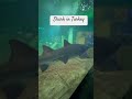 there’s a shark in nata vega aquarium in ankara. have you seen it yet shark turkeytravelvlog