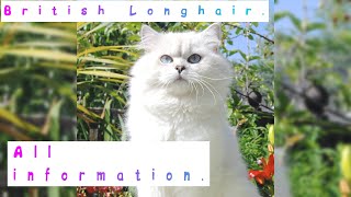 British Longhair. Pros and Cons, Price, How to choose, Facts, Care, History