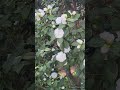 椿の花「白菊」／camellia flower