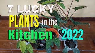 7 LUCKY PLANTS FOR YOUR KITCHEN THIS 2022 FENG SHUI TIPS | PAMPASWERTENG HALAMAN SA KUSINA