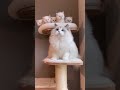 １分で癒やされるネコの動画5選 cat cute kitten pets 猫 shorts