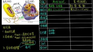 高一生物1-2觀念12真核細胞與原核細胞的比較