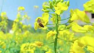 春暖烂漫-罗平花开🍀 春天来了，油菜花开了🌼 一望无际的，油菜花田🐝 蜜蜂与蝴蝶，也在相约💃 一起去看油菜花吧～这个春天一起去吧 ＃short