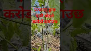 पत्याउनु हुन्छ एउटै वोट्ले कराेडाैँ कमाउछ #shortvideo #rudrakchya #sankhuwasaha