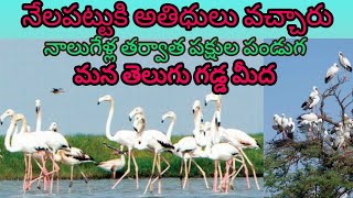 Flamingo Festival In Nelapattu | Nelapattu Bird Sanctuary | How To Reach Full Details Explained