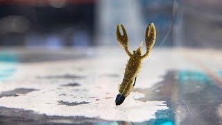 A Weedless Ned Rig Using ZMans’s TRD CrawZ & Finesse BulletZ Jighead: ICAST 2018
