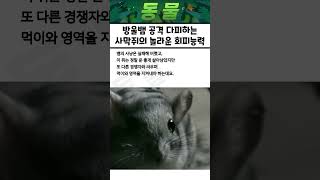 방울뱀이 쥐를 잡아먹으려고하자.. 녀석의 반응은