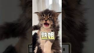 同壹胎小貓的性格，差別有多大？  #cat #pets