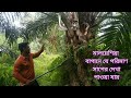 মালয়েশিয়া পামওয়েল বাগানে কাজ করার সময় যে পরিমাণ সাপের দেখা পাওয়া যায় তা জানলে আপনি অবাক হবেন।