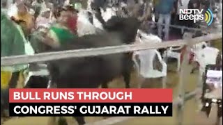 Watch: Bull Disrupts Congress's Gujarat Rally, Ashok Gehlot Blames BJP