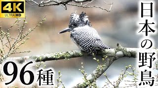 96 species of wild birds in waterside