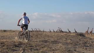 Safari en Bici con las Jirafas 🦒 como Espectadoras ..