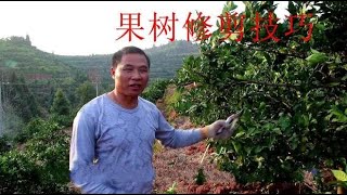 脐橙果树冬季修枝，果农要如何修剪？果园李哥现场教你操作！