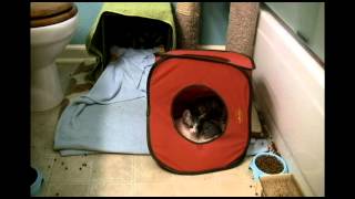 Crazy Cat Cam Webisode 2 - w/voiceovers