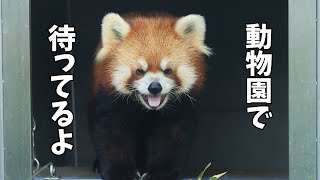 International Red Panda Day 2024