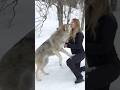 Wolves react to Woman after 4 years apart #wolf #wolves #wolfpack #reunion