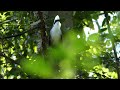 white crested laughingthrush นกกะรางหัวหงอก