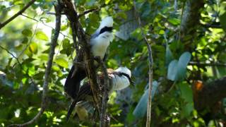 White-crested Laughingthrush  นกกะรางหัวหงอก