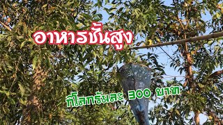 อาหารชั้นสูง แหย่ไข่มดแดง|Red Ant Eggs  #ไข่มดแดง