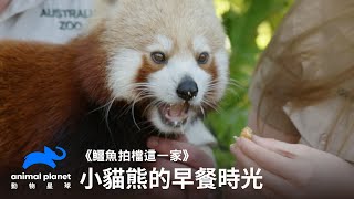 小貓熊的早餐時光｜鱷魚拍檔這一家｜澳洲動物園｜動物星球頻道