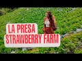 LA PRESA STRAWBERRY FARM/SERGIO OSMEÑA ZAMBOANGA DEL NORTE