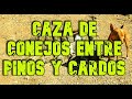 CAZA DE CONEJOS ENTRE PINOS Y CARDOS