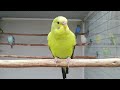 muhabbet kuşu bu sese karşılık verecek kuş sesi bebek budgie songs parakeet sound wellensittich