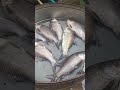 live fish bocha fish guntur fish market all verity fish in guntur