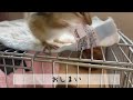 シマリス ベビーミルクを飲むchipmunk baby drinks milk