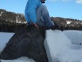 fun on a boulder coming out from the ice